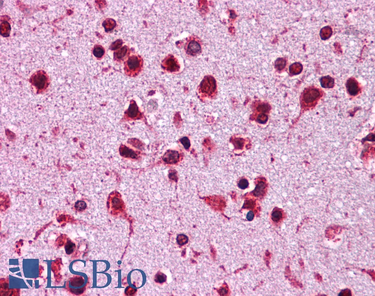IHC-plus™ Monoclonal Mouse anti-Human HSP90 Beta Antibody (clone MBH90B, N-Terminal, IHC, WB)