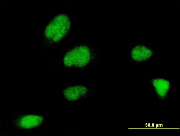 ZNF131 Antibody (clone 5F1)