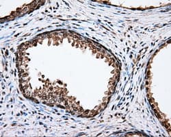 CYP1A2 Antibody (clone OTI15E2)