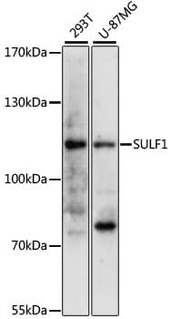 Sulfatase 1 / SULF1 Antibody
