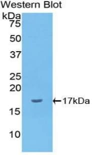 IL1A / IL-1 Alpha Antibody (aa132-265)