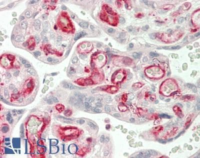 IHC-plus™ EIF3L / EIF3EIP Antibody (N-Terminus)