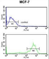 TUBB1 / Tubulin Beta 1 Antibody