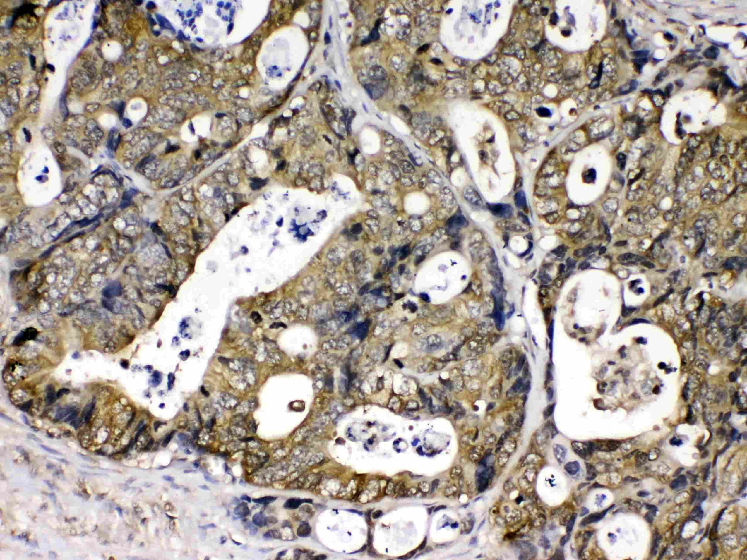 PPIA / Cyclophilin A Antibody