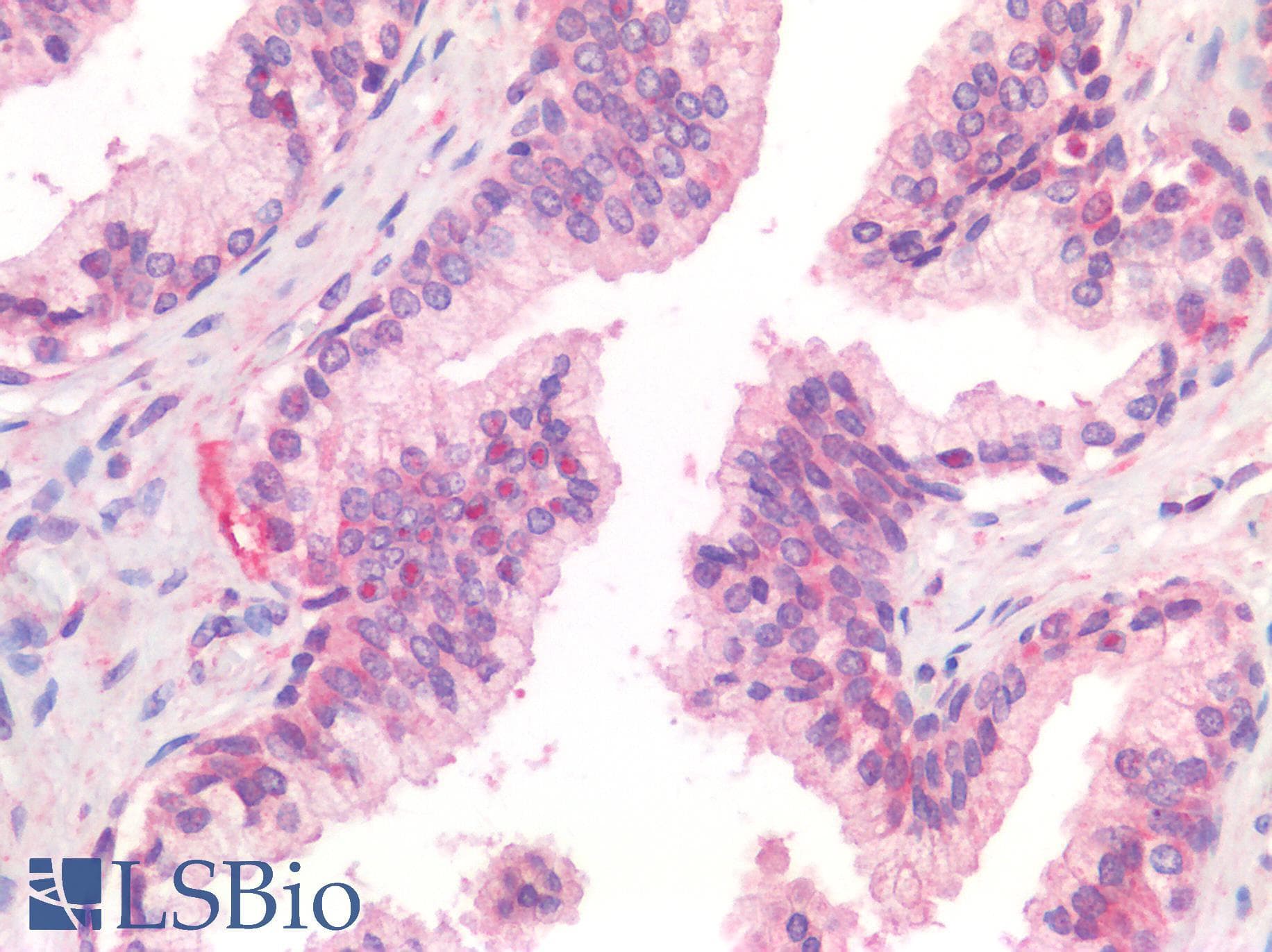 IHC-plus™ IL-33 Antibody