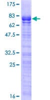 Human SOX7 Protein (Recombinant GST)