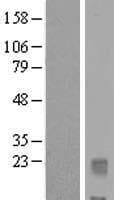 IL32 Protein (Over-Expression Lysate Myc-DDK (Flag))