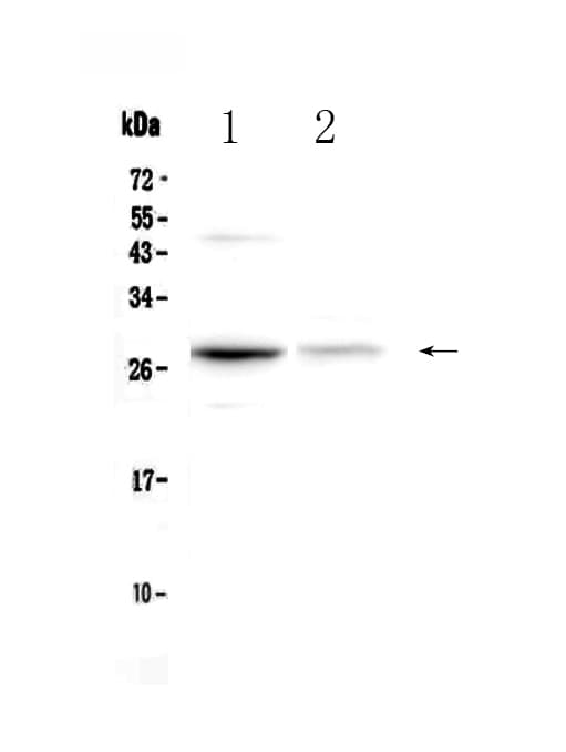 Monoclonal Rabbit anti-Mouse OSM / Oncostatin M Antibody (WB)
