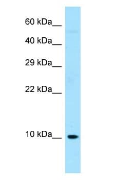 Polyclonal Rabbit anti-Human RPS27 / Ribosomal Protein S27 Antibody (aa6-55, WB)
