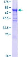 Human EIF2B3 Protein (Recombinant GST)