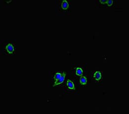 XRG8 / XKR8 Antibody