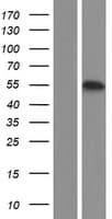 GTDC1 Protein (Over-Expression Lysate Myc-DDK (Flag))