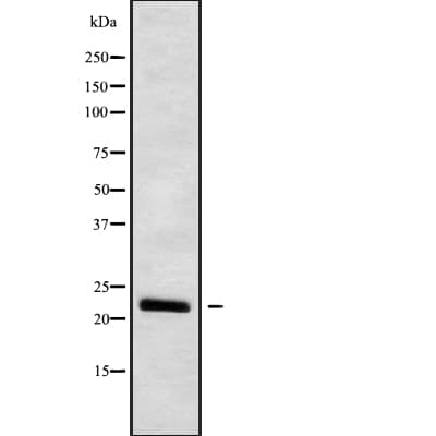IFNW1 Antibody