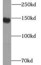 CD163 Antibody