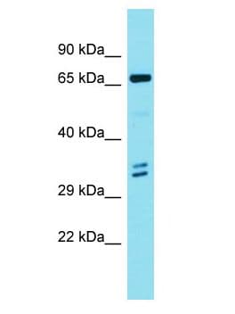 ENO4 Antibody (aa164-213)