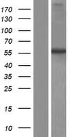 ITPRIPL2 Protein (Over-Expression Lysate Myc-DDK (Flag))