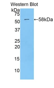 MX1 / MX Antibody (aa400-652, APC)