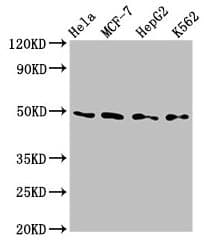 TEAD4 Antibody (aa74-434)