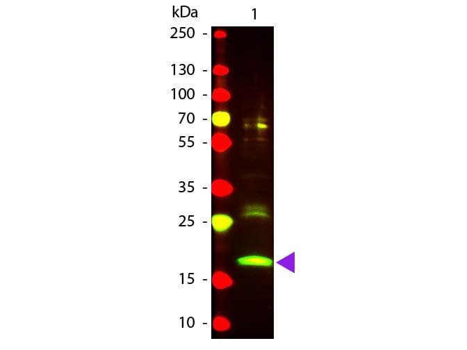 RPE Antibody (TR)