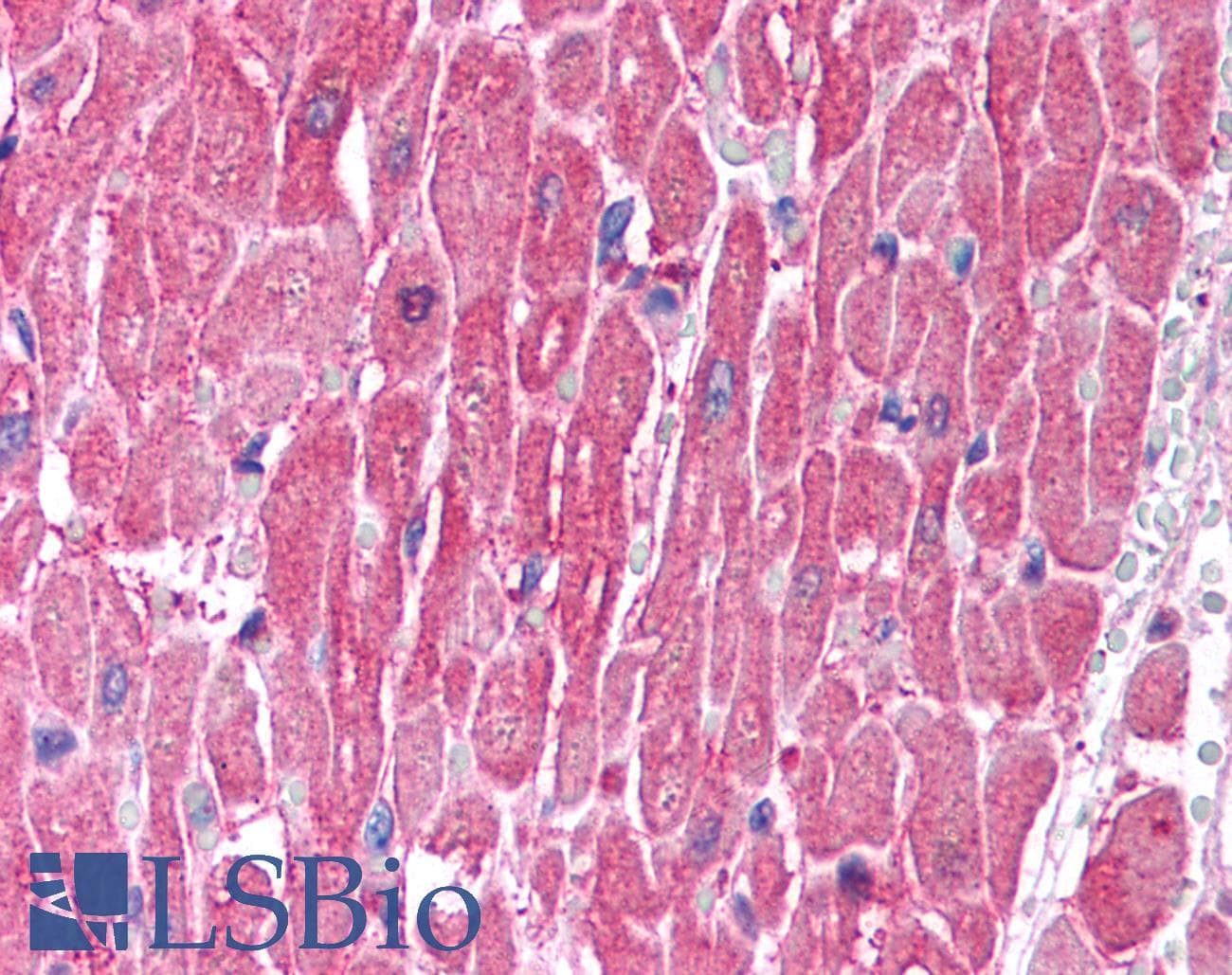 CLIC5 Antibody (C-Terminus)