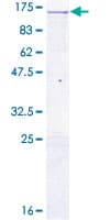 Human CHGB / Chromogranin B Protein (Recombinant GST)