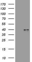 WNT3 Antibody (clone OTI1C7)