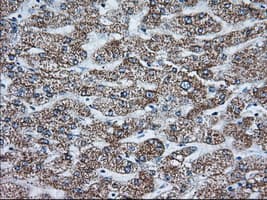 GORASP1 / GRASP65 Antibody (clone OTI5C5)