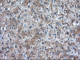 IHC-plus™ RANGAP1 Antibody (clone 1B4)