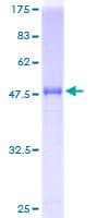 Human IL37 Protein (Recombinant GST)