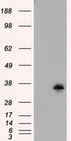 FAHD2A Antibody (clone OTI5H7)