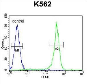 IHC-plus™ Polyclonal Rabbit anti-Human CRHR2 / CRF2 Receptor Antibody (aa10-39, IHC, WB)