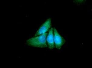 XPNPEP1 / Aminopeptidase P Antibody (clone AT9C7)