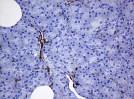 TMEM173 / STING Antibody (clone OTI4H1)