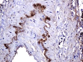PARVB Antibody (clone OTI2H9)