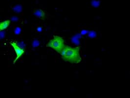 BTK Antibody (clone OTI13E5, Carrier-free)