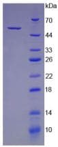 Mouse CTSK / Cathepsin K Protein (Recombinant His-GST)