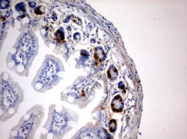 BrdU Antibody (clone 2A6)