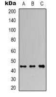 Polyclonal Rabbit anti-Human RRAGC / RAGC Antibody (C-Terminus, WB)