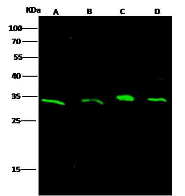 Polyclonal Rabbit anti-Human IL32 Antibody (Preservative Free, WB)