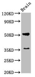 Polyclonal Rabbit anti-Rat CHRM1 / M1 Antibody (WB)