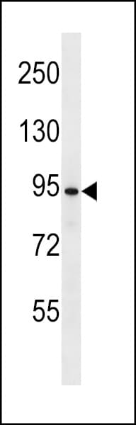 USP37 Antibody (aa67-94)