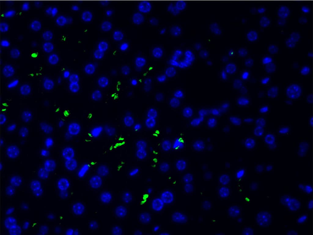 EFNB2 / Ephrin B2 Antibody