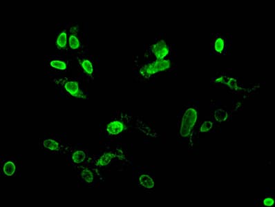 HIST1H4I Antibody