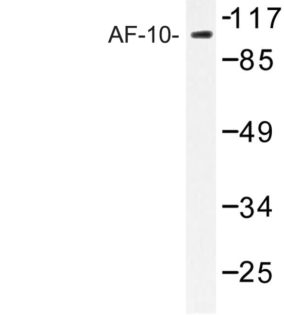 MLLT10 Antibody (Glu237)