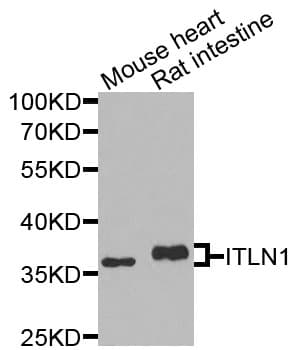 ITLN1 / Omentin Antibody