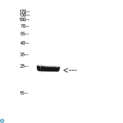 Polyclonal Rabbit anti-Human CSH1 / Placental Lactogen Antibody (WB)