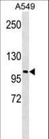 LOXL2 Antibody (aa589-617)