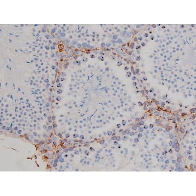 Polyclonal Rabbit anti-Human HSP90AB1 / HSP90 Alpha B1 Antibody (phospho-Ser254, IHC, IF, WB)