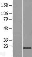 RBM8A / Y14 Protein (Over-Expression Lysate Myc-DDK (Flag))