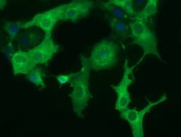 Monoclonal Mouse anti-Human DYNC1LI1 Antibody (clone OTI2B6, IF, WB)